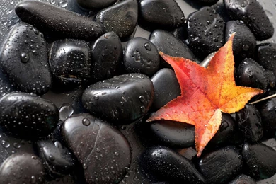 Seashell On Pebbles Wallpapers Photography Wallpapers