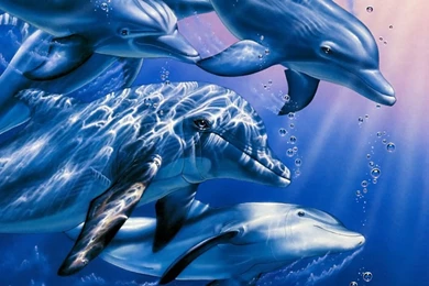 Free Dolphin Wallpapers For Desktop Wallpapers Cave