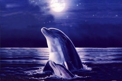 Dolphin Wallpapers Wallpapers Cave