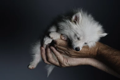 Baby wolf or fox or dog desktop background wallpapers.jpg