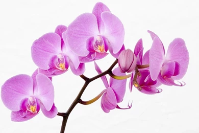 Flowers White Backgrounds Orchids Pink Wallpapers