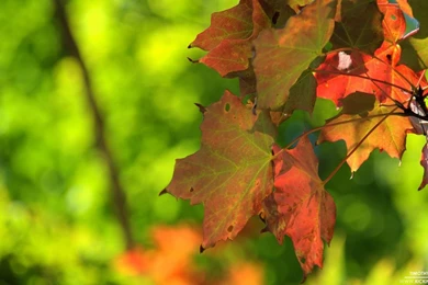 Fall foliage 9 12 2012_hd 720p.jpg