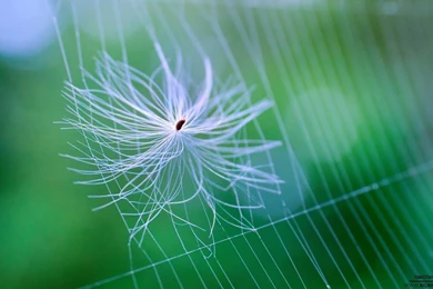 Nature 001 Wallpapers