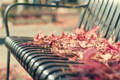 Autumn Leaves On The Bench Wallpapers Full HD