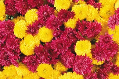 25 Free Hd Flowers Wallpapers