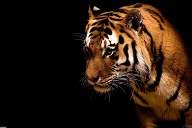 3D Tiger Wallpapers Wallpapers HD Wide Desktop Background