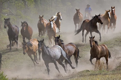 Animals Zoo Park: Brown Running Horses Wallpapers, Brown Horse ...