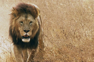 Lion hd wallpaper 006.jpg