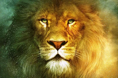 Download Lion Wallpapers HD