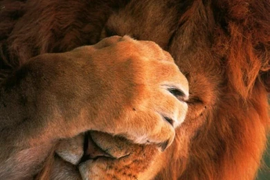 Sleeping Lion HD Wallpapers HD Wallpaper Backgrounds Of Your Choice