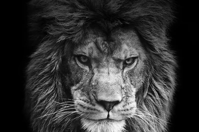 Lion Face Wallpapers Wallpapers Cave