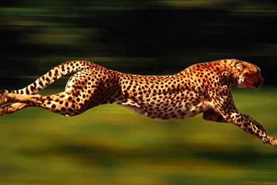 Cheetahs Running Wallpaper.