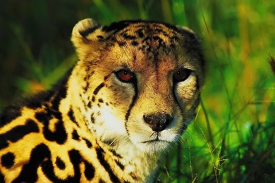 King Cheetah Wallpapers 652609