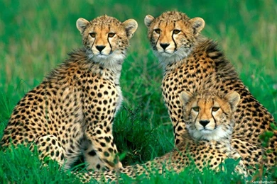 Cheetah Wallpapers