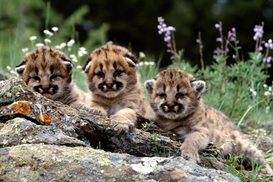 Cheetah Cubs 1 Wallpapers