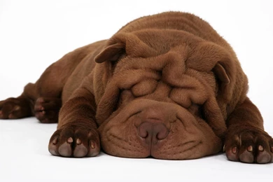 Shar Pei Snooze Wallpapers