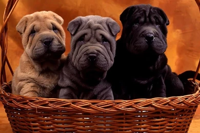 Shar Pei Puppies In A Basket Wallpapers Free Wide HD Wallpapers