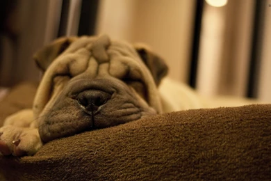 Sleeping Shar Pei Puppy Wallpapers Animal Wallpapers