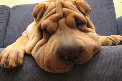 Shar Pei Wallpapers Animal Wallpapers