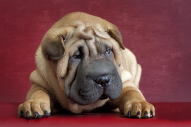 Shar Pei (