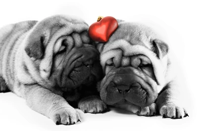 Valentine Shar Pei Dogs Photo And Wallpaper. Beautiful Valentine ...