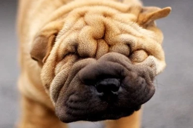 Shar Pei Dog Wallpapers Free iPhone Wallpapers