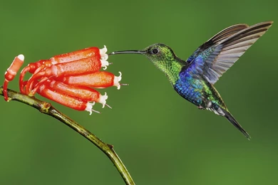 Hummingbirds And Flowers Wallpaper.