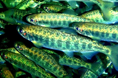 Gallery For River Fish Hd Wallpapers