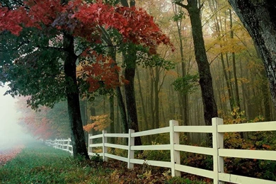 New Year Wallpaper Backgrounds