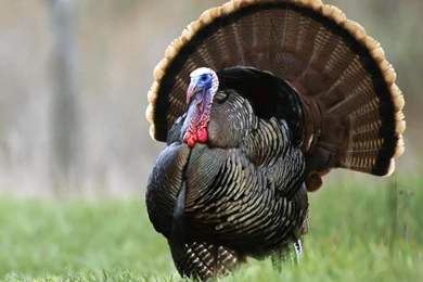 Free Turkey Wallpapers Wallpapers Cave