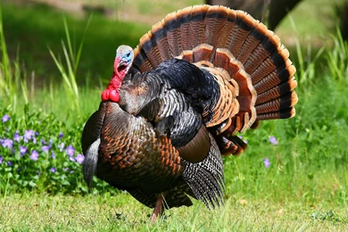 Turkey Computer Wallpapers, Desktop Backgrounds