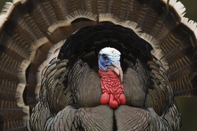 Turkey Wallpapers Desktop Wallpapers Cave