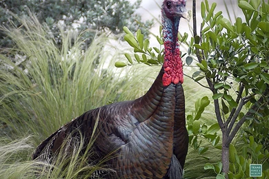 Wild Turkey Hunting Desktop Wallpaper, Turkey Hunting In Texas ...