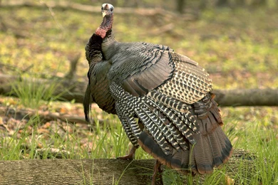 Desktop Wallpapers · Gallery · Animals · The Turkey