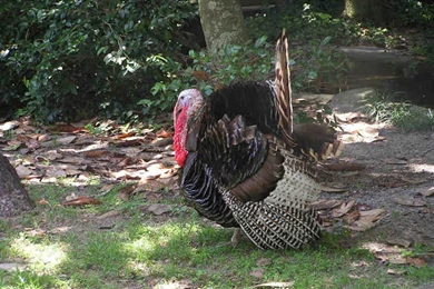 Desktop Wallpapers Of Turkey