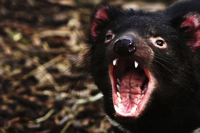 Tasmanian Devil Computer Wallpapers, Desktop Backgrounds ...