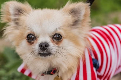 Dog Wallpapers, Animal Background Images, Download Dog Wallpapers ...