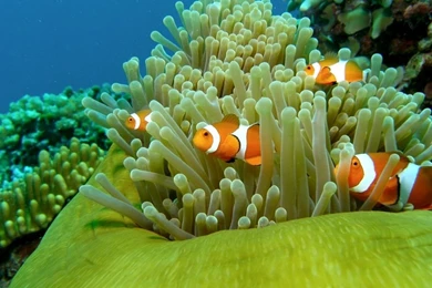 Beautiful Ocean Wallpapers Clownfish Photos Of Get Yourself ...