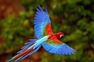 Free Wallpapers Free Animal Wallpapers Parrot Wallpapers ...