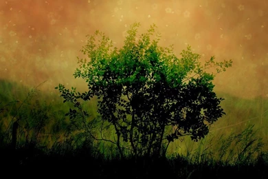 Wallpapers Pictures Photos: 720p Bandwidth Pictures