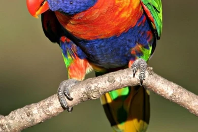 Most_beautiful_bird_wallpaper_hd 720x1280.jpg