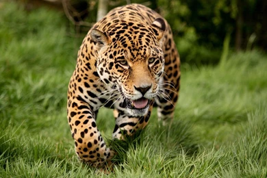 Download Wallpapers 1920x1200 Leopard, Grass, Run, Big Cat ...
