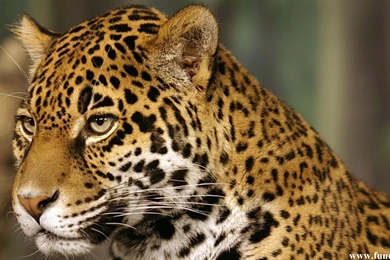 Gallery For Big Cat Jaguar Wallpapers