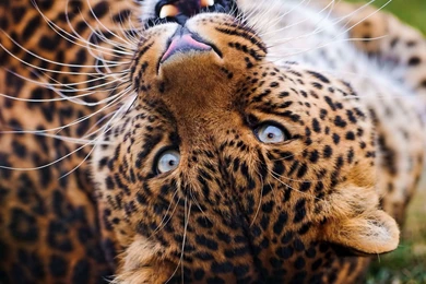 Cats Panther Stunning Big Cat Wild Life Cats Phone Wallpapers ...