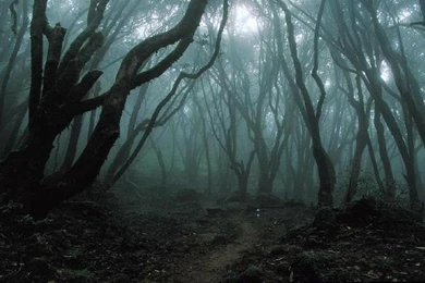 Dark Woods Wallpapers Wallpapers Cave