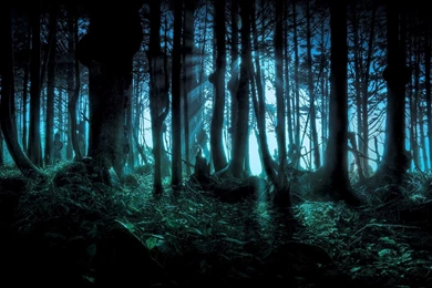 Dark Forest Windows 8.1 Theme And Wallpapers
