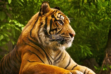 1920x1080px Animal Wallpapers Hd Tiger