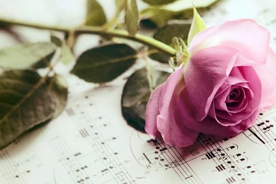 Pink Rose Flower On Musical Paper Notes HD Wallpapers