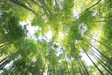 Bamboo Forest 21:9 Wallpapers