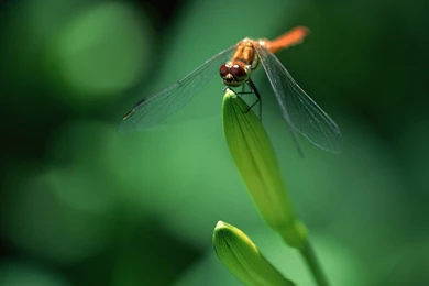 Close up Of Dragonflies Dragonfly Wallpapers 1600x1200 NO.9 ...
